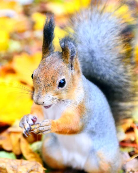 Bonito esquilo outono closeup — Fotografia de Stock