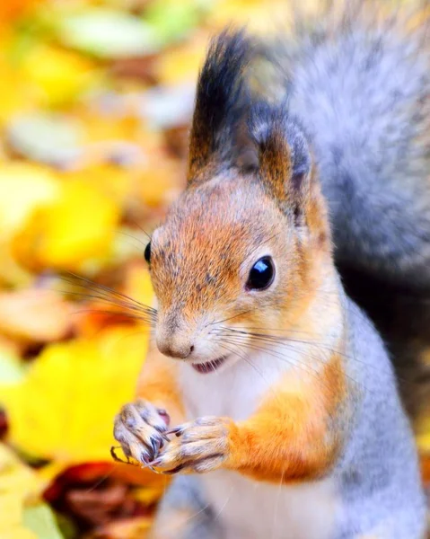 Esquilo bonito no outono — Fotografia de Stock