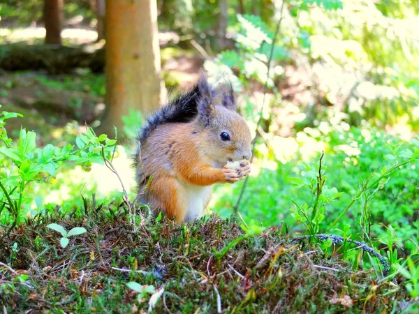 Esquilo bonito comendo em uma floresta — Fotografia de Stock