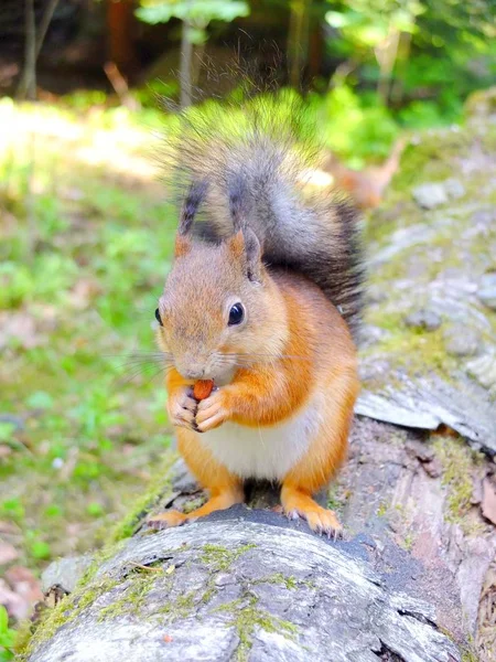 Schattige eekhoorn eten een moer, zomer bont — Stockfoto