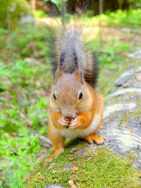 Esquilo bonito comendo uma noz, pele de verão — Fotografia de Stock