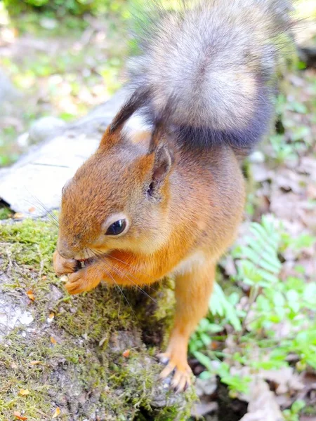 Esquilo bonito comendo uma noz, pele de verão — Fotografia de Stock