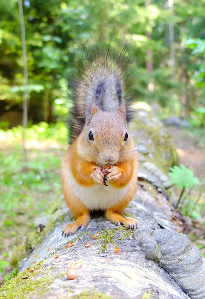 Esquilo sentado em um tronco e comer uma noz — Fotografia de Stock