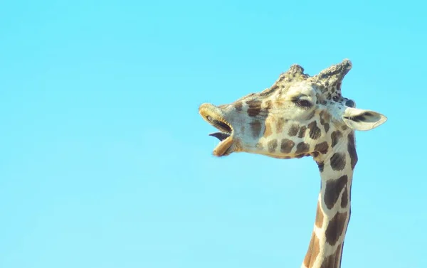Girafe tête gros plan avec un drôle de visage — Photo