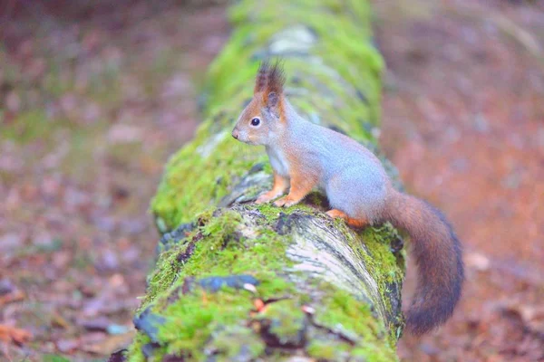 Esquilo bonito em pé sobre um tronco. Pele de inverno cinza . — Fotografia de Stock