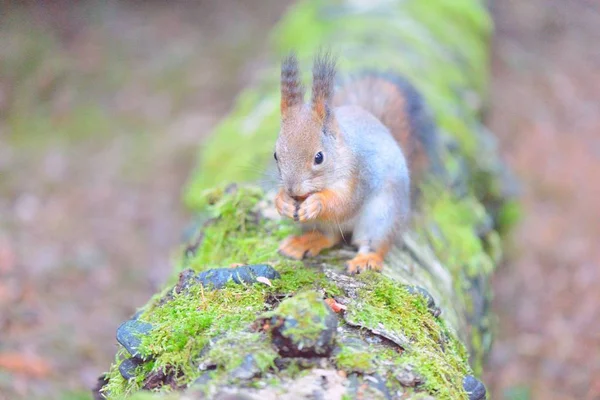 Esquilo bonito comendo uma porca closeup . — Fotografia de Stock