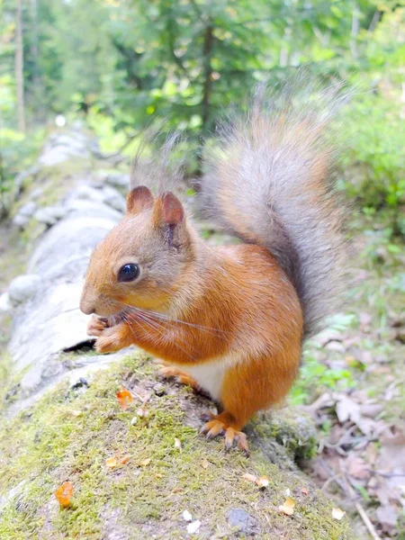 Esquilo bonito comendo uma porca closeup . — Fotografia de Stock
