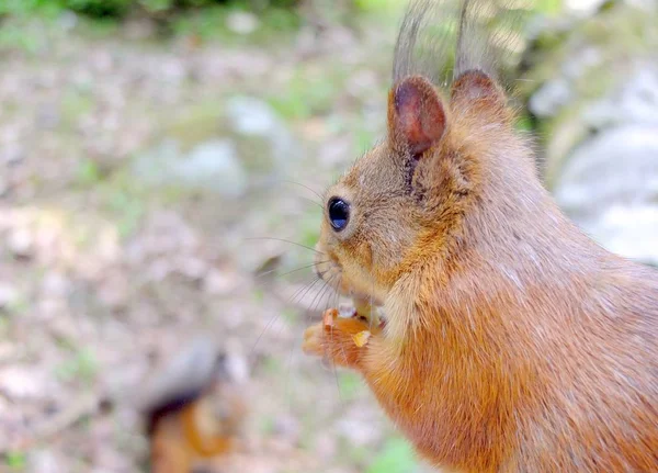 Esquilo bonito comendo uma porca closeup . — Fotografia de Stock