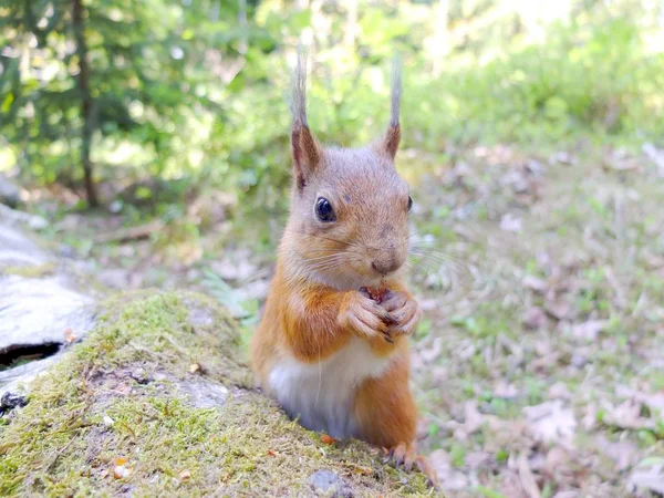 Écureuil mignon mangeant une noix gros plan . — Photo