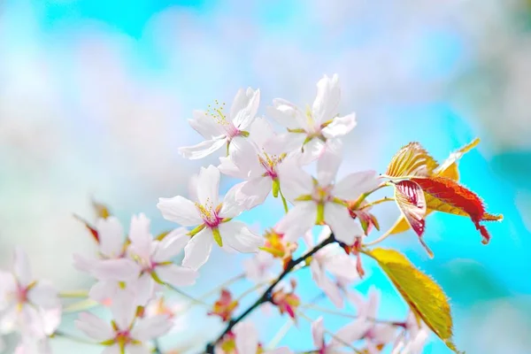 Kirschblüten Nahaufnahme von Blumen und Blättern — Stockfoto