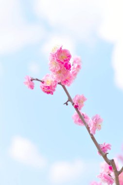 Güzel pembe Erik çiçekleri, Ume Japonca