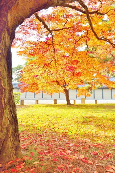 Kyoto Momiji ağaçlarda sonbahar renkleri