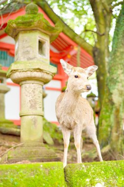 Sevimli Japon geyik ve Nara Kasuga Taisha Tapınak, taş fener