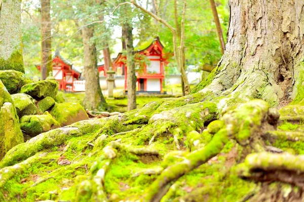 Kökleri ve Kasuga Taisha tapınak içinde belgili tanımlık geçmiş olan taş yosun kaplı