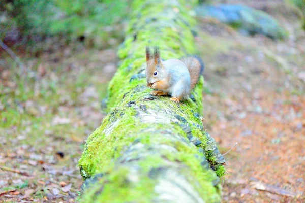 Esquilo bonito com pêlo de inverno no tronco da árvore — Fotografia de Stock