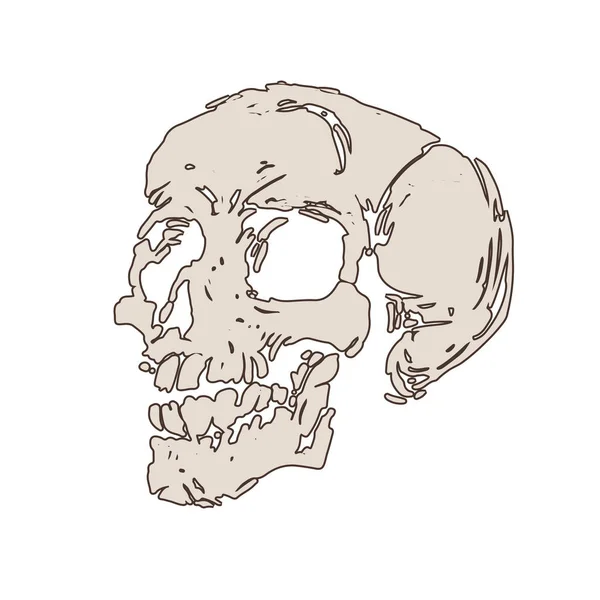 Skull isolated. Skeleton head sketch on white background ink hand-drawn stock vector illustration