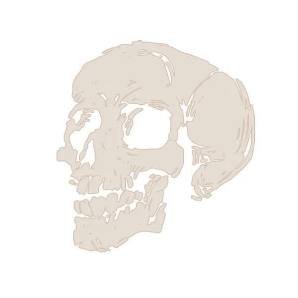 Izolált Koponya Csontváz Fej Vázlat Fehér Háttér Tinta Kézzel Rajzolt — Stock Fotó