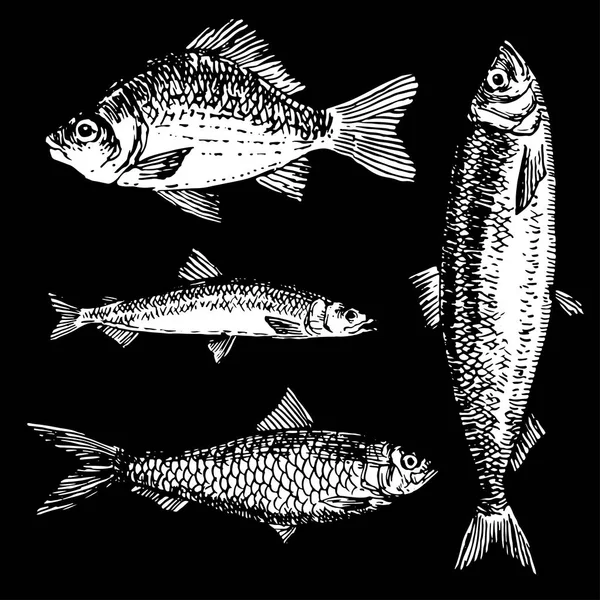 Tusche Handgezeichnete Meeresfischsammlung Karpfen Hering Rochen Und Sardinen Schwarz Weiß — Stockvektor