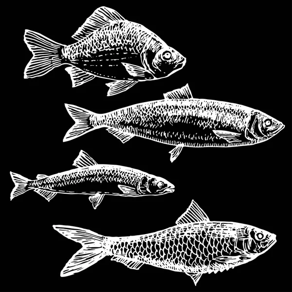 Ink Hand Drawn Sea Fish Collection Carp Herring Smelt Sardine — Stock Vector