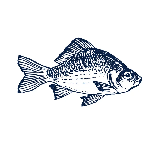 水墨手绘海鱼插画 着色书籍页面的轮廓草图 鲤鱼鱼向量 — 图库矢量图片