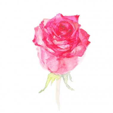 Pembe Gül çiçek beyaz zemin üzerine suluboya resim