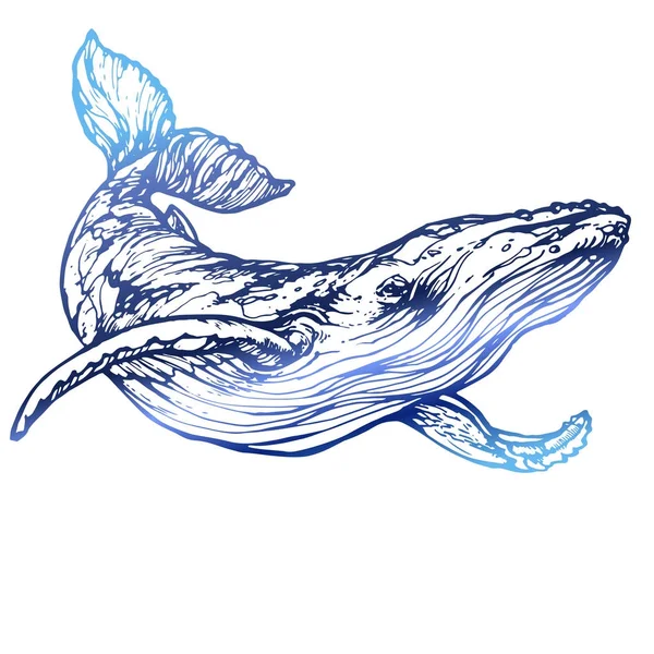 鲸鱼鱼墨水手绘线艺术轮廓草图纹身 矢量插图为着色书页 — 图库矢量图片