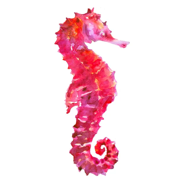 Deniz atı hippocampus suluboya resim beyaz arka plan üzerinde pembe
