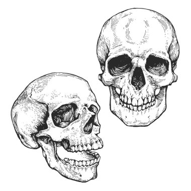 Kafatası, iskelet kafa oyma mürekkep el çizilmiş çizgiyi sanat gravür baskı hisse senedi vektör anatomi illüstrasyon kroki ayarla.