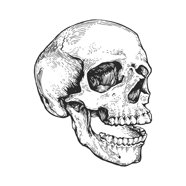 Cranio Scheletro Testa Incisione Inchiostro Disegnato Mano Linea Arte Incisione — Vettoriale Stock