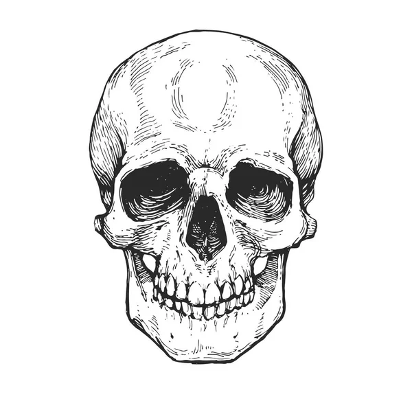 Skull Esqueleto Cabeça Gravura Tinta Mão Desenhada Linha Arte Gravura —  Vetores de Stock