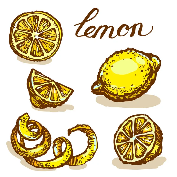 Citrus Lemon Yellow Collection Set Ink Sketch Hand Drawn Illustration — Stock Vector