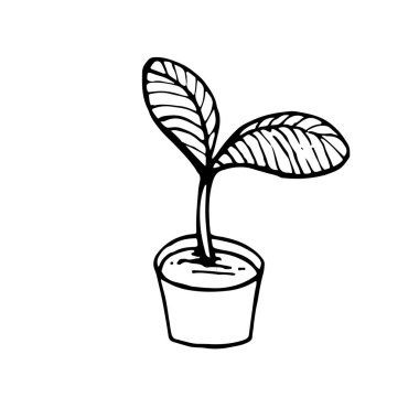 Tencerede yetişen bitki, yaprak ikonu ile filizlenir. El çizimi sanat eseri stok vektörü çizimi
