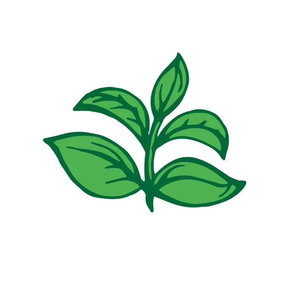 Растение Растет Росток Иконой Листьев Векторная Иллюстрация Ручной Работы — стоковый вектор