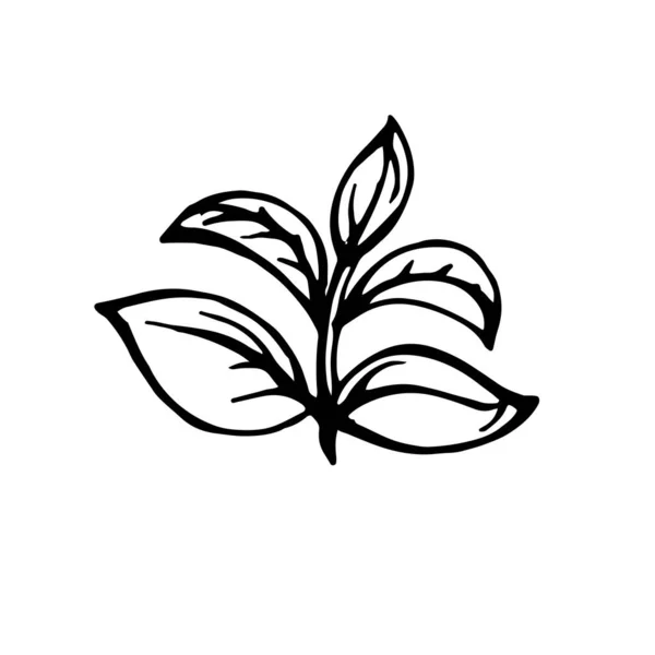 Plante Croissance Germe Avec Icône Feuilles Illustration Vectorielle Art Dessinée — Image vectorielle