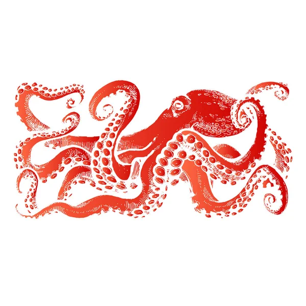 有触角的红章鱼 白色背景上的水彩画 纹身素描 — 图库矢量图片