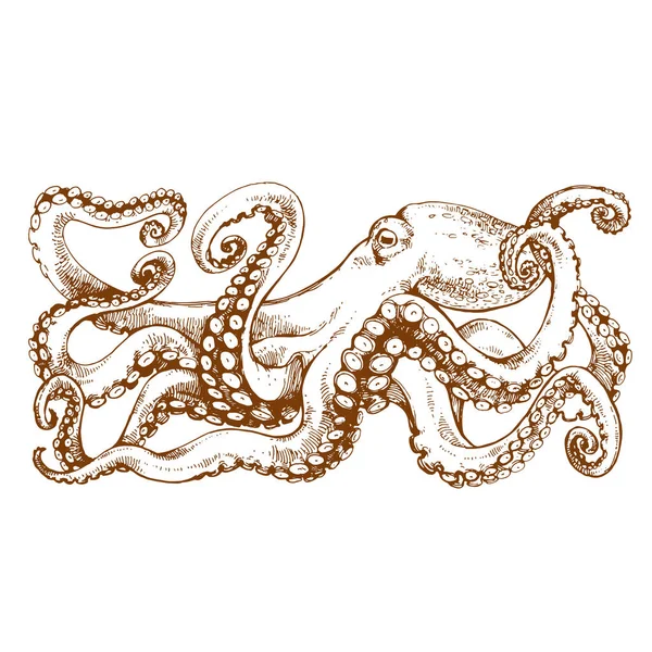 Dibujo Pulpo Ilustración Dibujada Mano — Archivo Imágenes Vectoriales