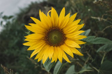 Yeşil yapraklı sarı ayçiçeği bitkisi