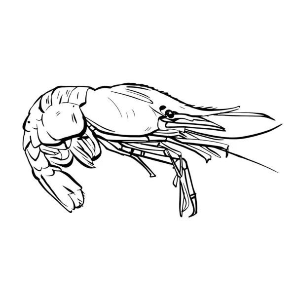 Shrimp Crayfish Line Art Hand Drawn Ink Black White Stock — Stock Vector