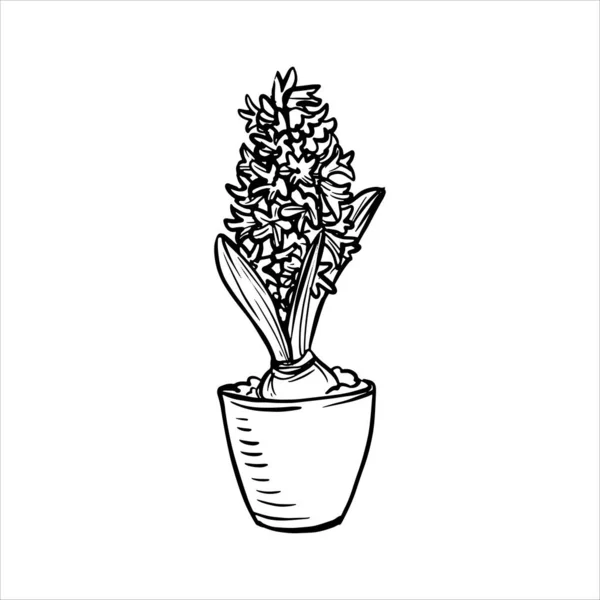 Tavaszi Crocus Virág Növény Pot Jácint Virágzik Égővel Tintarajzolás Kézzel — Stock Vector