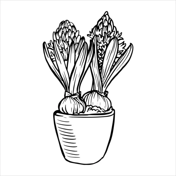 Άνοιξη Λουλούδια Κρόκους Φυτό Κατσαρόλα Υάκινθος Άνθιση Λάμπα Σχέδιο Μελανιού — Διανυσματικό Αρχείο