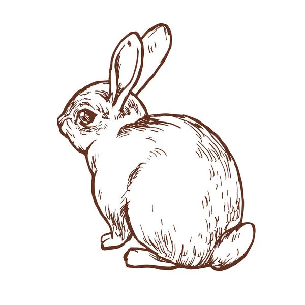 Rabbit Hare Cute Little Bunny Hand Drawn Line Art Ink — Stock Vector