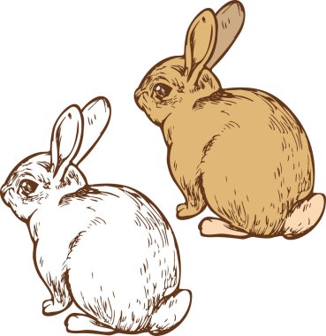 Tatlı suluboya tavşan, küçük tavşan seti. El çizimi mürekkep çizgisi sanat ve renk, beyaz arkaplanda stok vektör çizimi.