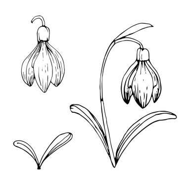 Yapraklı ve yapraklı kartopu çiçeği. El çizimi mürekkep çizimi. Beyaz arkaplanda siyah ve beyaz karalama vektör çizimi.