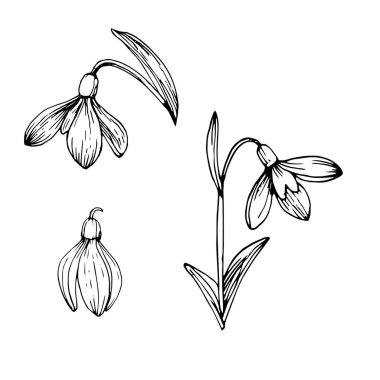 Yapraklı ve yapraklı kartopu çiçeği. El çizimi mürekkep çizimi. Beyaz arkaplanda siyah ve beyaz karalama vektör çizimi.