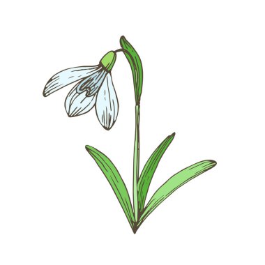 Yapraklı ve yapraklı kartopu çiçeği. El çizimi renkli bir eskiz. Beyaz arkaplanda klasik karalama vektör çizimi.