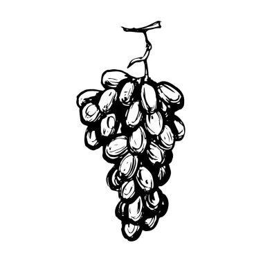 Bir demet üzüm, elle çizilmiş mürekkep, oyma. Siyah ve beyaz çizim karalama çizimi, boyama kitabı sayfası için tasarım