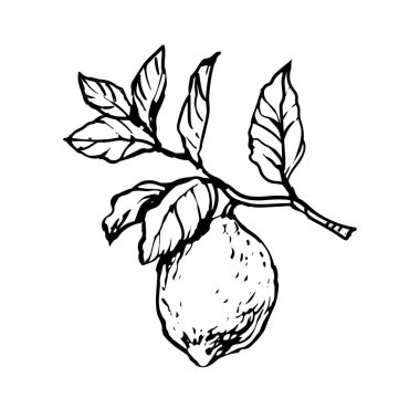 limon, narenciye, yapraklı meyve dalı, el çizimi mürekkep taslağı çizim çizimi çizim çizimi çizim çizim çizim koleksiyonu seti, boyama kitabı sayfası tasarımı