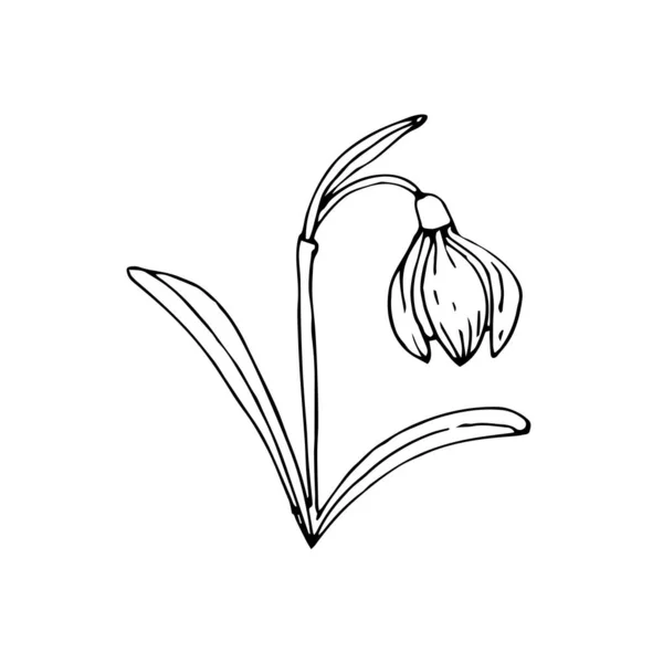 Снежный Цветок Лепестками Листьями Ручной Чернильный Набросок Черно Белая Векторная — стоковый вектор