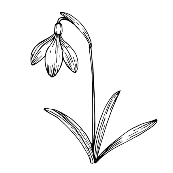 Hóvirág Szirmokkal Levelekkel Kézzel Rajzolt Tinta Vázlat Fekete Fehér Doodle — Stock Vector