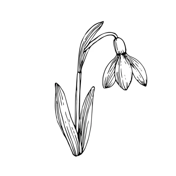 Hóvirág Szirmokkal Levelekkel Kézzel Rajzolt Tinta Vázlat Fekete Fehér Doodle — Stock Vector